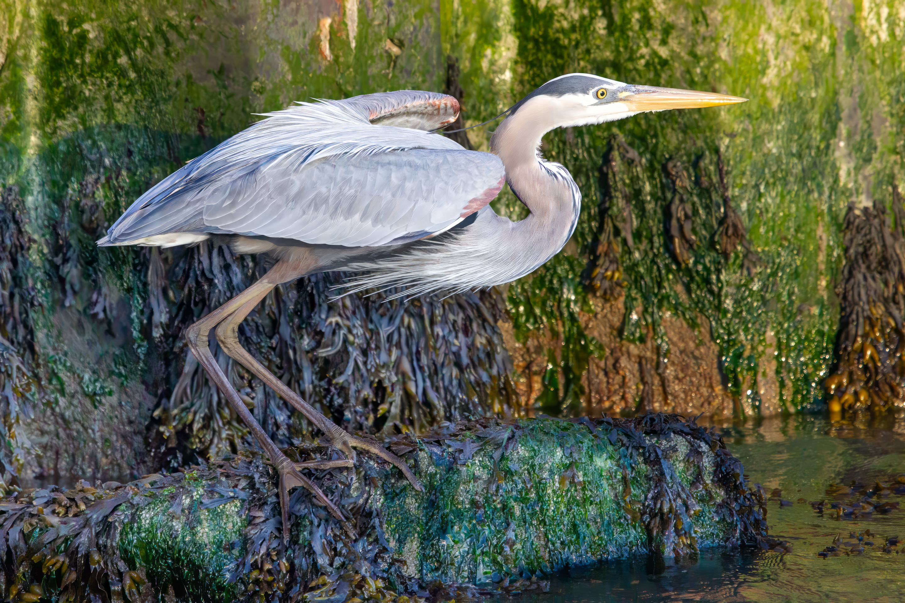 1st PrizeAssigned Pictorial In Class 3 By Chuck Payette For Seawall At Low Tide DEC-2024.jpg